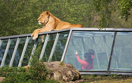 transfer service to thoiry zoo